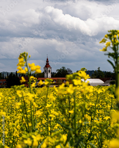 Oilseed rape field near Domzale, Central Slovenia Region photo