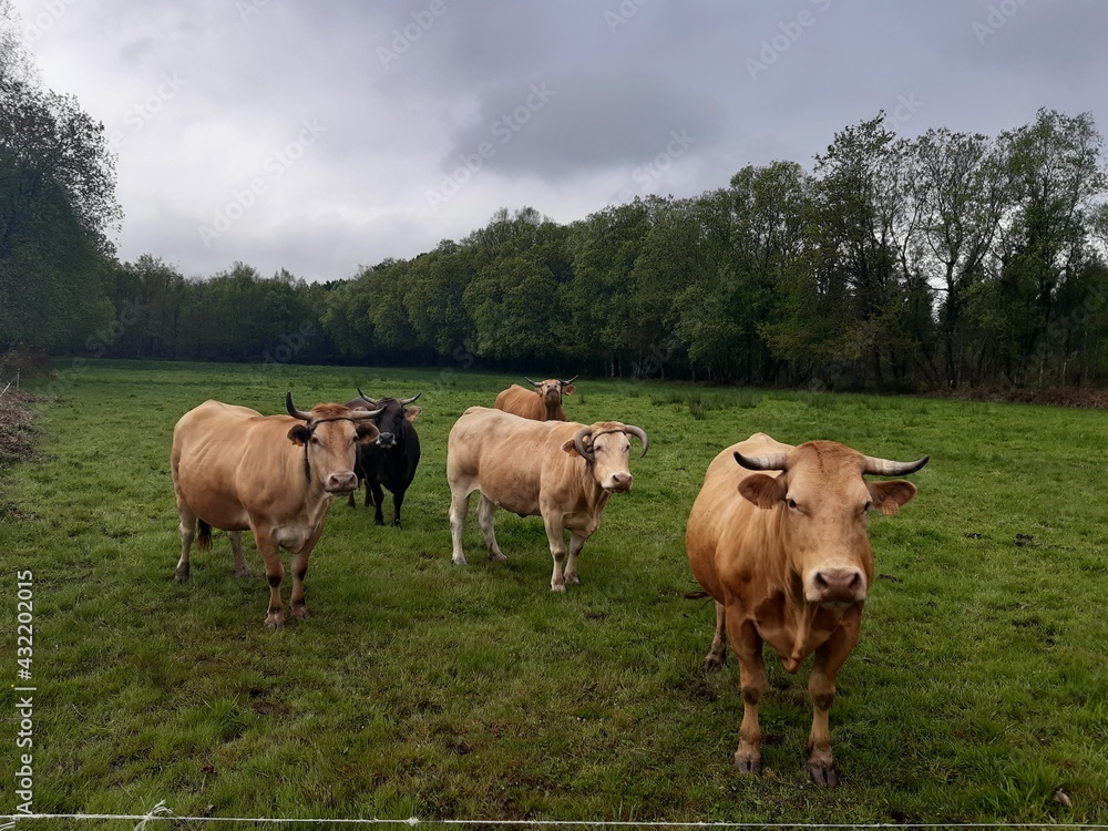 Vacas de raza rubia gallega en un prado húmedo al nordeste de Galicia