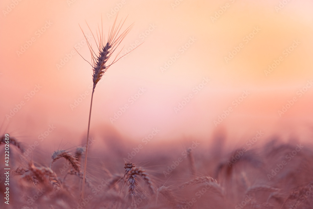 The yellow wheatfield at Sunset, shallow depth of field, Israel,  Ears of wheat close up