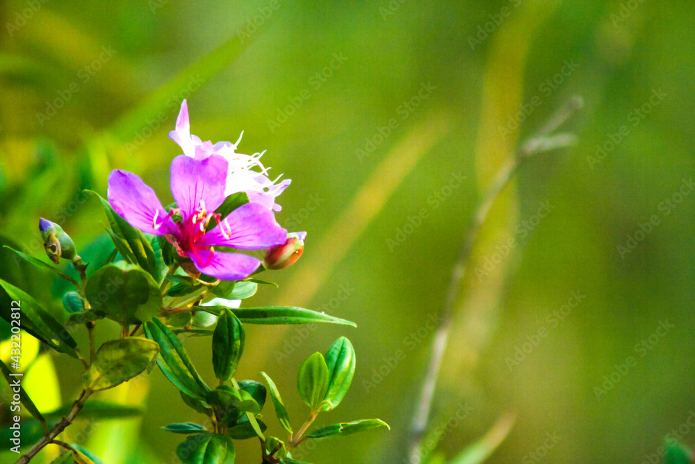 Fototapeta premium Spring flowers