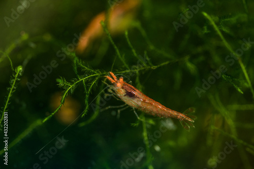 shrimp in the aquarium