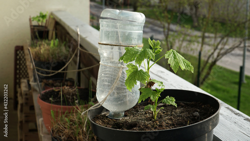 Home gardening on the balcony. DIY type plastic bottle watering system in a flower pot with a plant seedling on the loggia. A close-up scene with a perspective view to potted young plants in spring