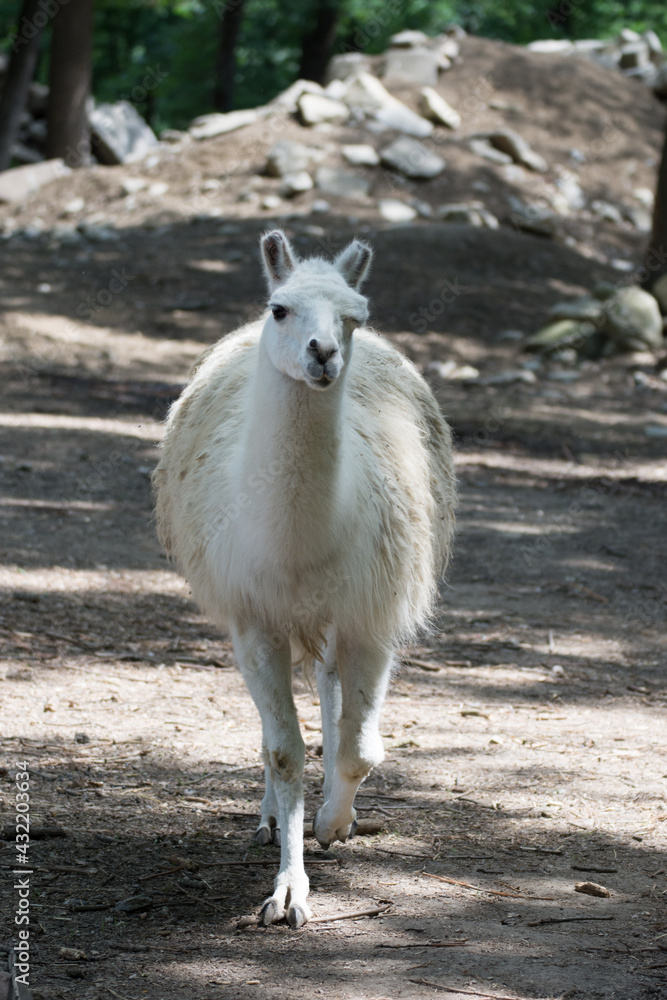 Lama glama Stock Photo Adobe Stock