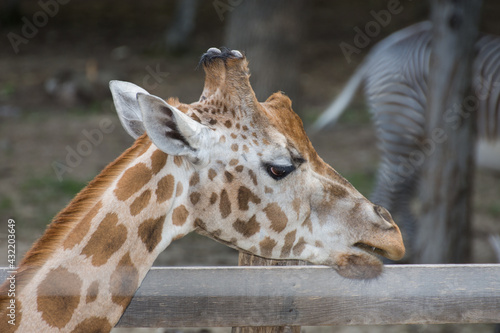 Photography giraffe head