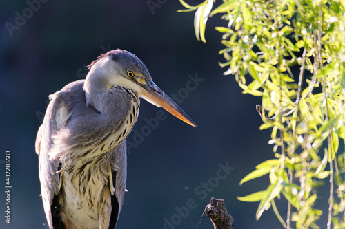 Grey heron portrait in the wild