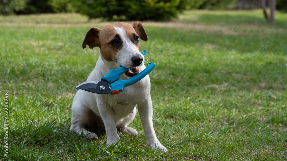 The dog is holding a pruner tool. Jack russell terrier holds gardener tools and is engaged in farming.