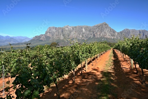 Vineyards in Stellenbosch  West Cape  South Africa. Range of Simonsberg Mountains in the background.