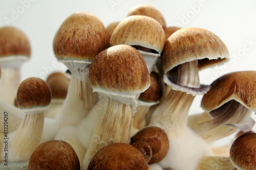 Psychedelic psilocybin  mushrooms Golden Teacher on mycelium block, close-up. Psilocybe Cubensis raw mushrooms isolated on white background. Micro-dosing concept.