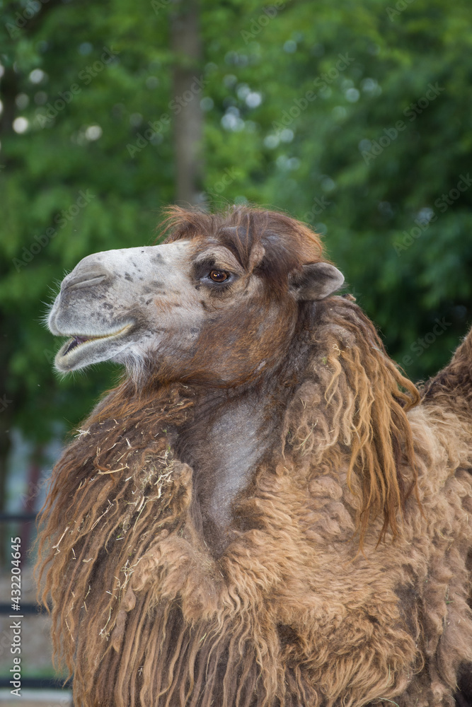 Fototapeta premium Camel at zoo in Romania.Mures