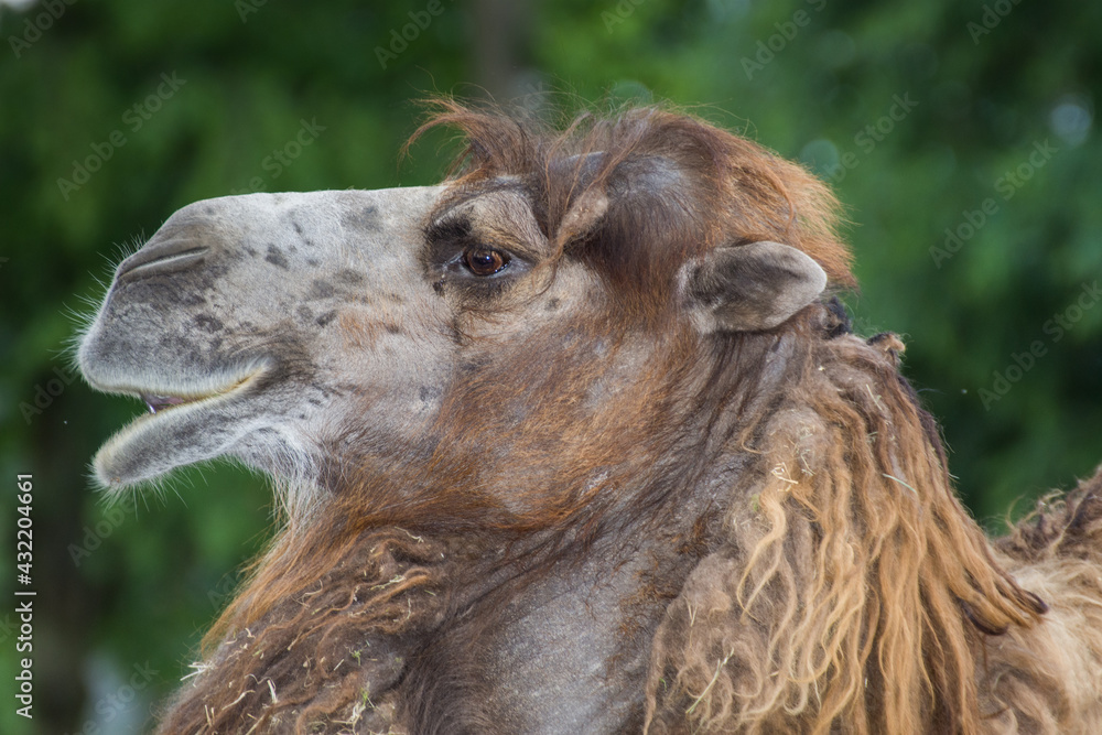 Camel at  zoo in Romania.Mures