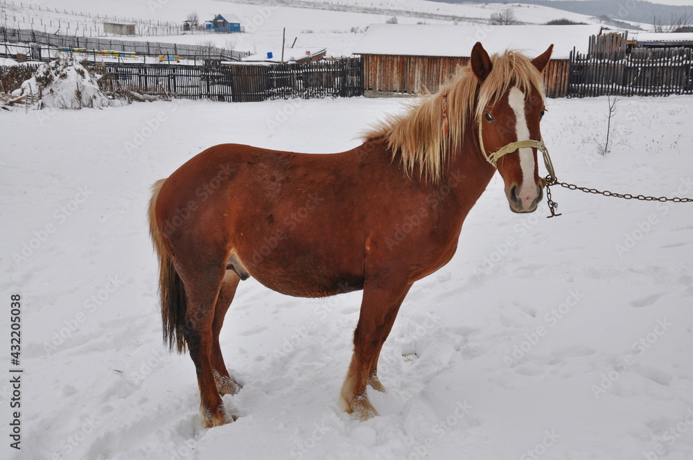 Obraz premium brown horse in Romania., winter