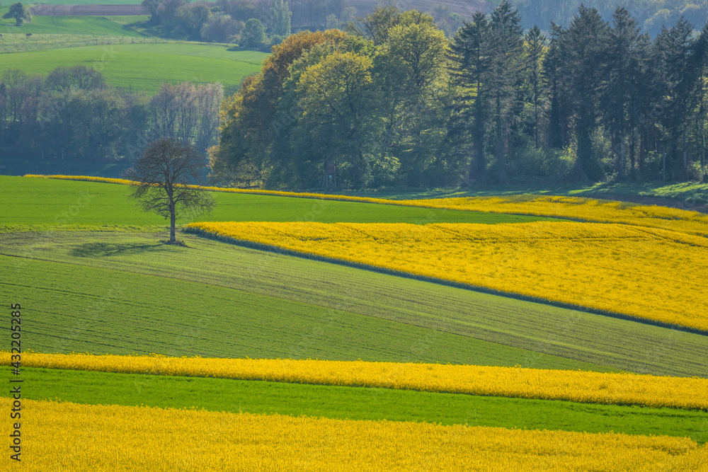 Fototapeta premium Gelb blühendes Rapsfeld im Frühjahr