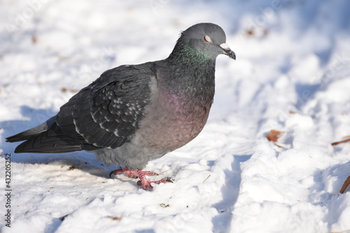 dove,  pigeons in the snow  Bistrita, Romania, Winter 