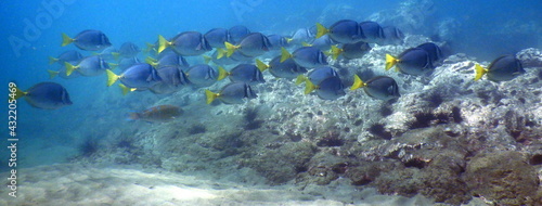 Fototapeta Naklejka Na Ścianę i Meble -  Costa Rica Pacific Sea Life