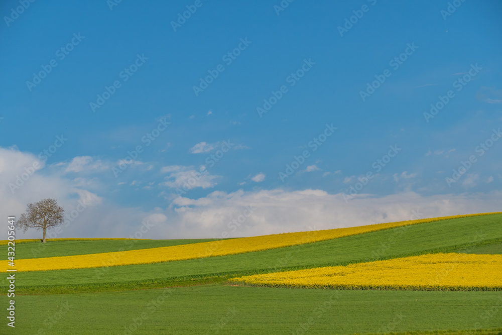 Gelb blühendes Rapsfeld im Frühjahr