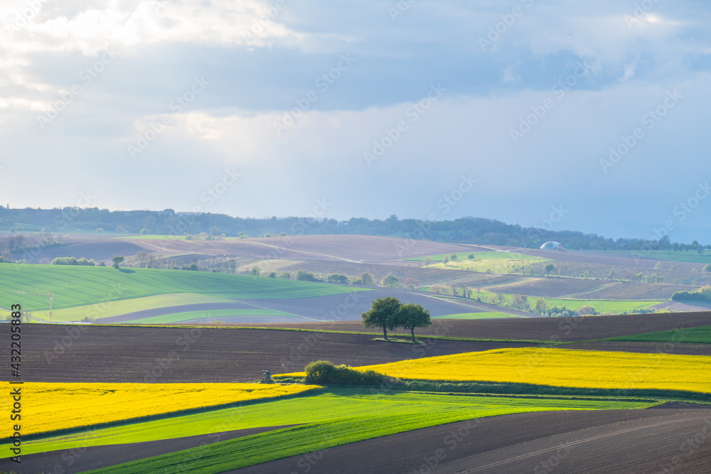 Obraz premium Gelb blühendes Rapsfeld im Frühjahr