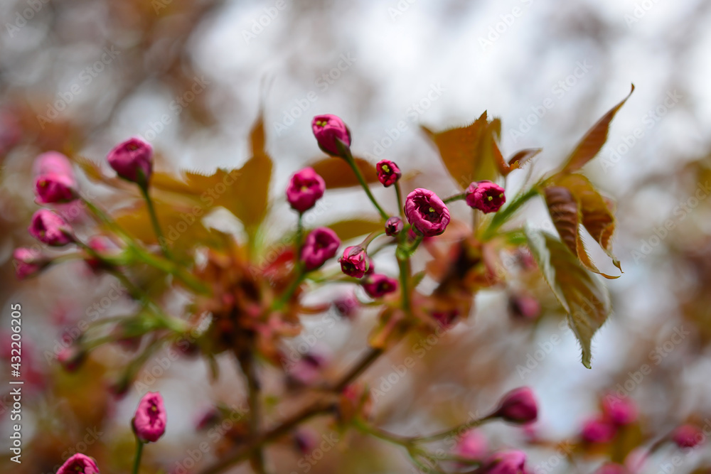 Soft focus Cherry Blossom or Sakura flower on nature background Soft focus Cherry Blossom or Sakura flower on nature background