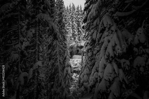 Winter Forest © tylermyates
