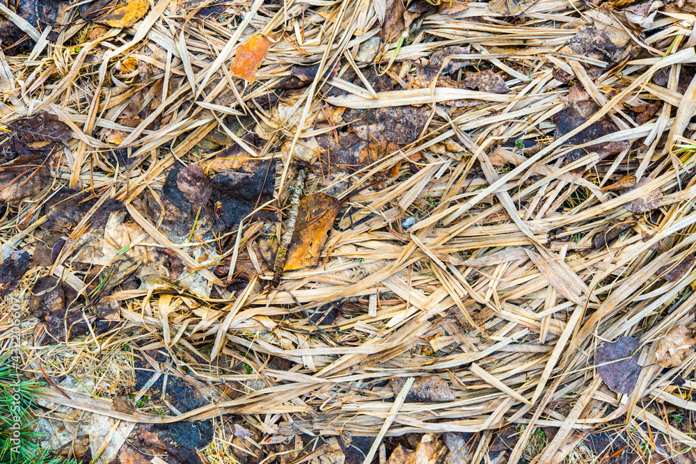 Wilted grass with fallen leaves. Close up view from above Wilted grass with fallen leaves. Close up view from above