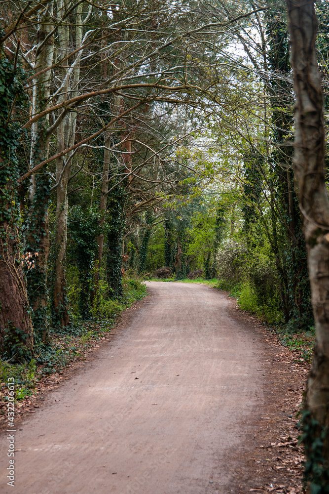 Fototapeta premium A path through the woods
