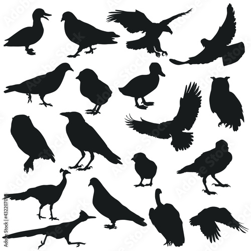 Birds Illustration Clip Art Design Shape. Collection Silhouettes Icon Animal Vector.