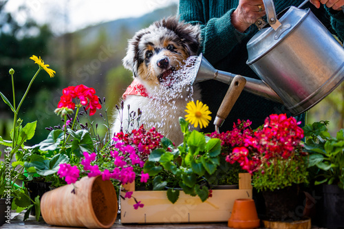 Fotografie, Obraz A woman and a cute Australian Shepherd puppy  watering flowers in the garden