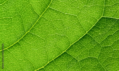 Leaf vector texture pattern background. Green leaf texture. Natural stylish background. Green Concept. Leaf vector texture pattern. Vector illustration, EPS10