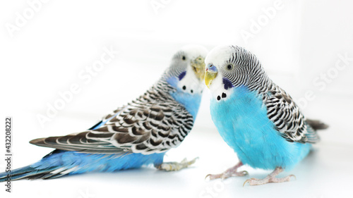 Budgerigars are blue. Two parrots on a white background. A pet. Parrot. Melopsittacus undulatus.