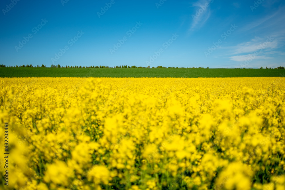 Rapeseed's field and a blue sky