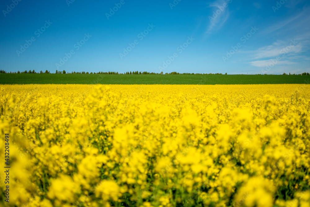 Rapeseed's field and a blue sky Rapeseed's field and a blue sky