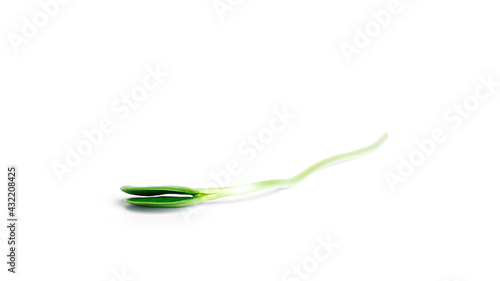 Sunflower microgreen isolated on a white background.