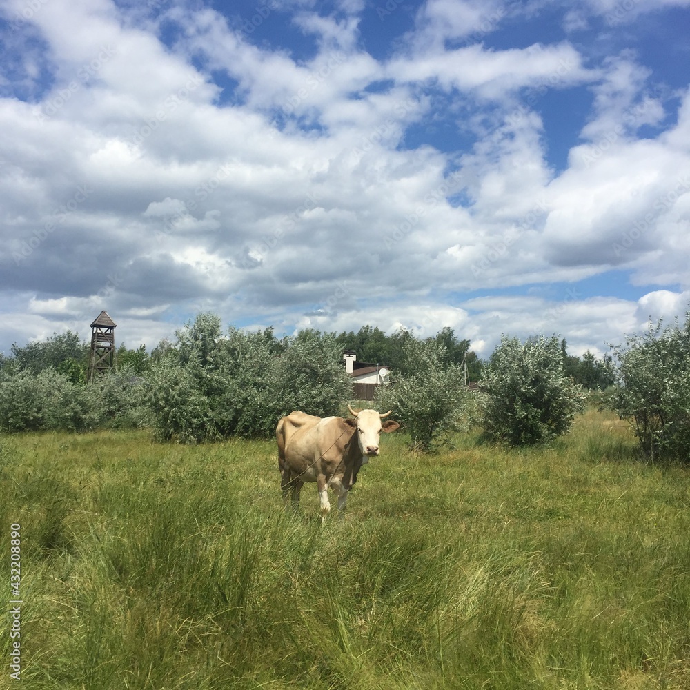 Fototapeta premium cows in the field
