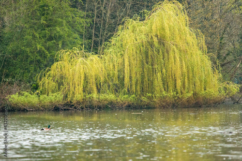 Weeping willow on the other side of the lake photo