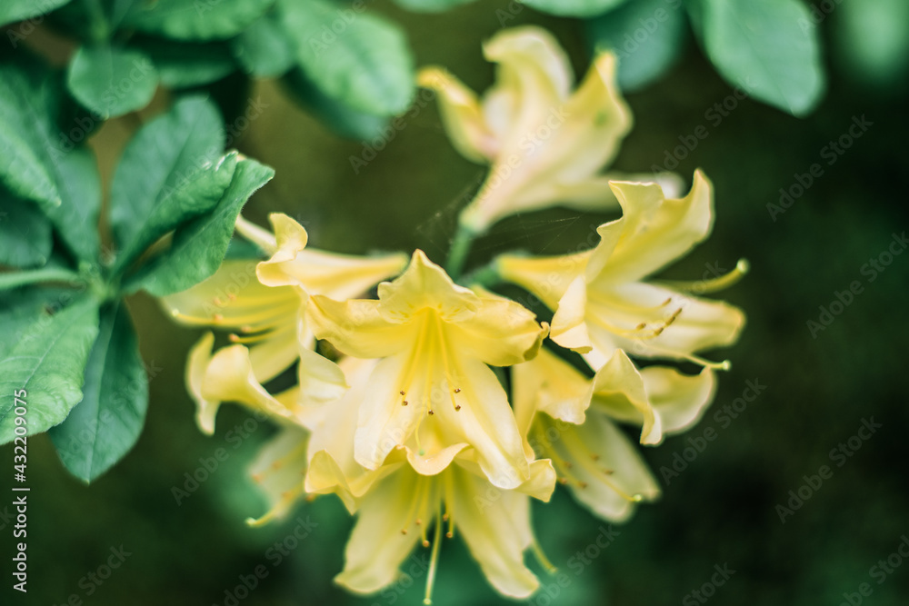 Fototapeta premium 花