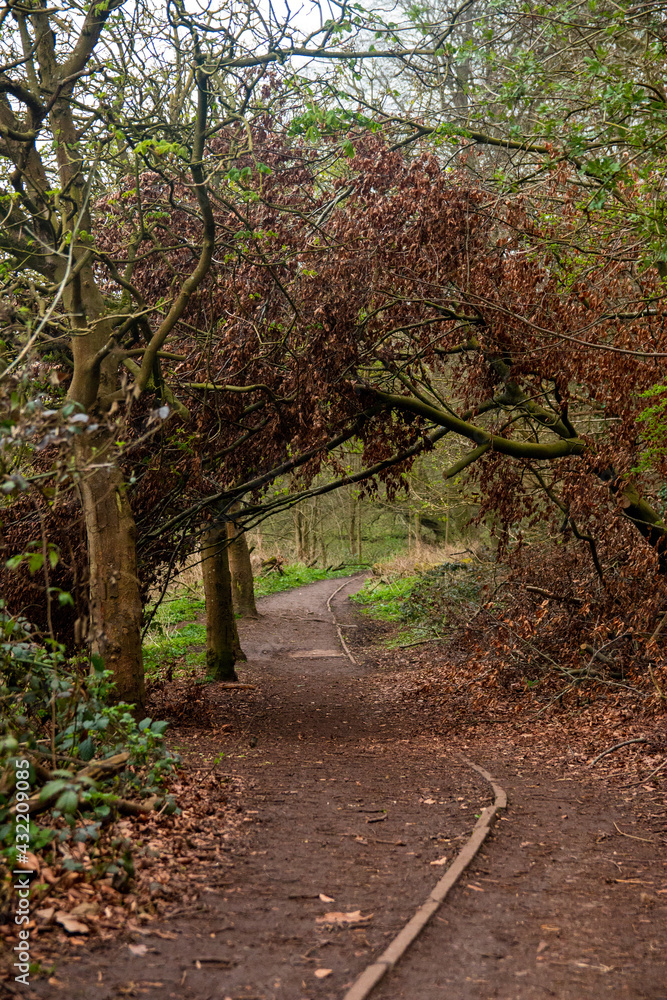 Fototapeta premium path in the forest