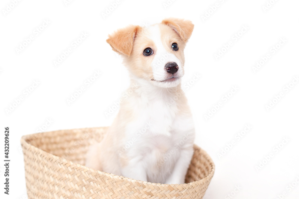 Cute happy puppy sits in a basket. Bright tones. Pet.