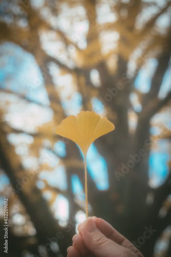 イチョウみっけ！