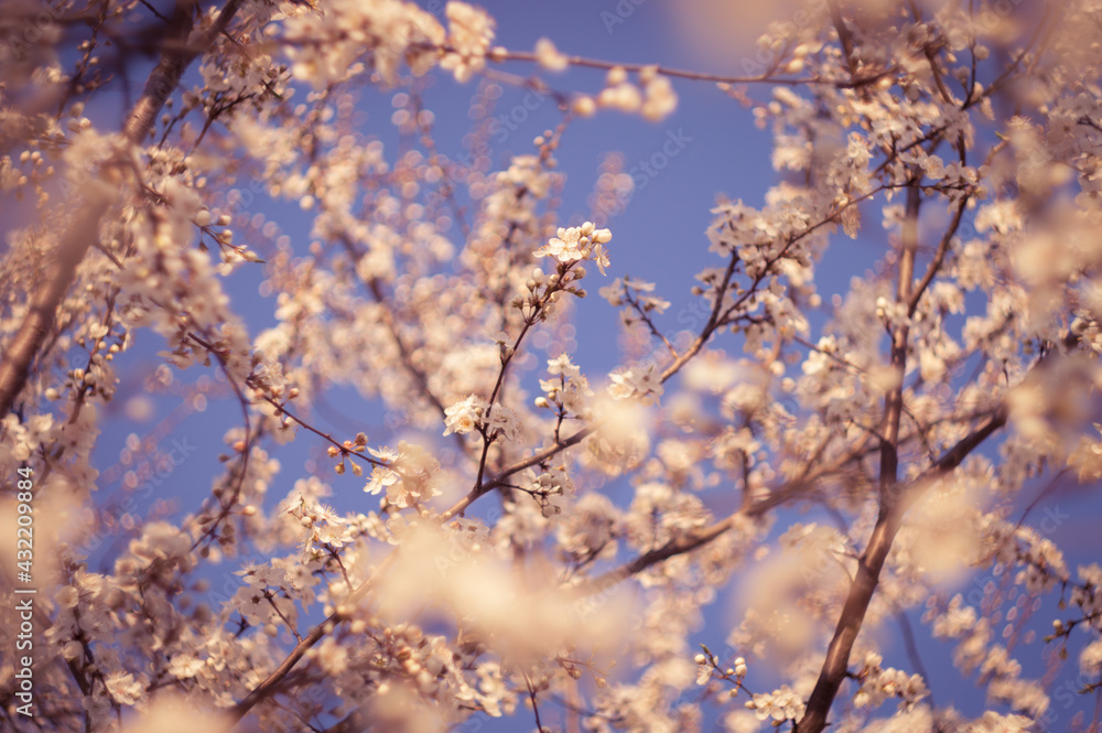 Flowering fruit tree with beautiful pink and orange flowers on the branches. Blue sky in background Flowering fruit tree with beautiful pink and orange flowers on the branches. Blue sky in background