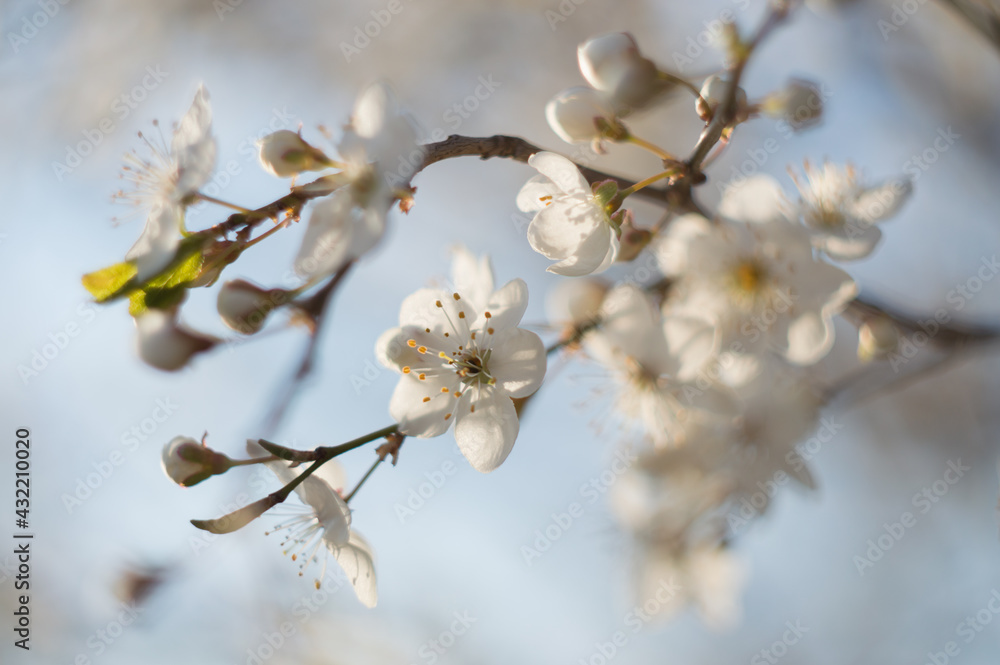 Flowers on fruit tree shrub ripening and flowering Flowers on fruit tree shrub ripening and flowering