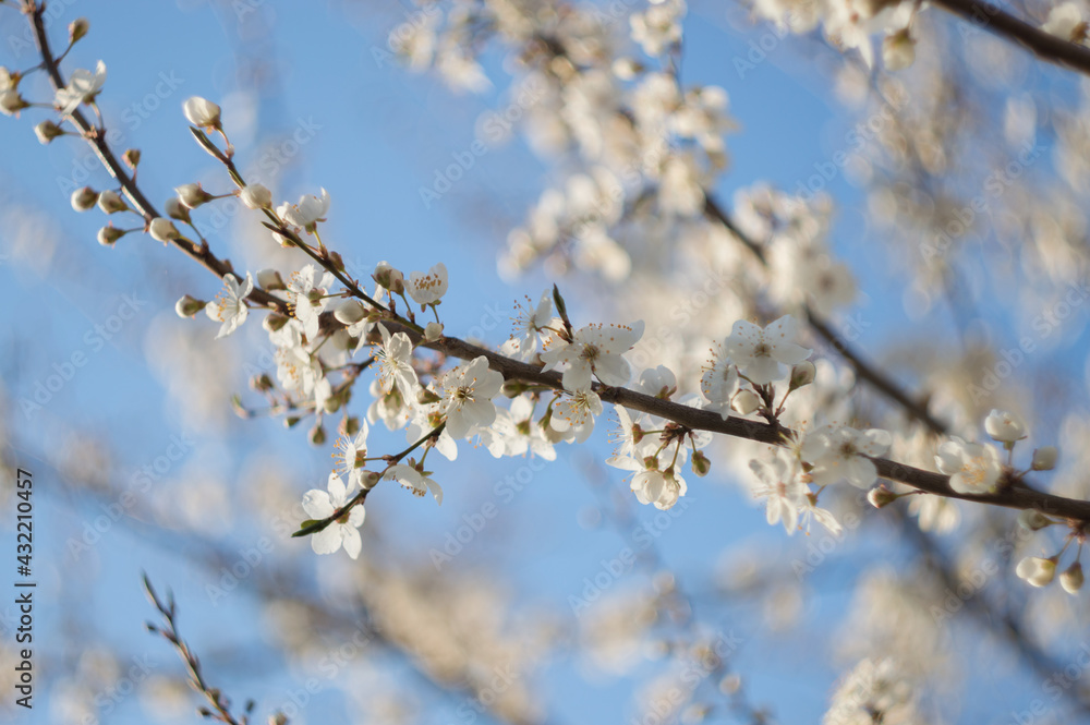 Tree in full bloom with white flower unfolded buds.