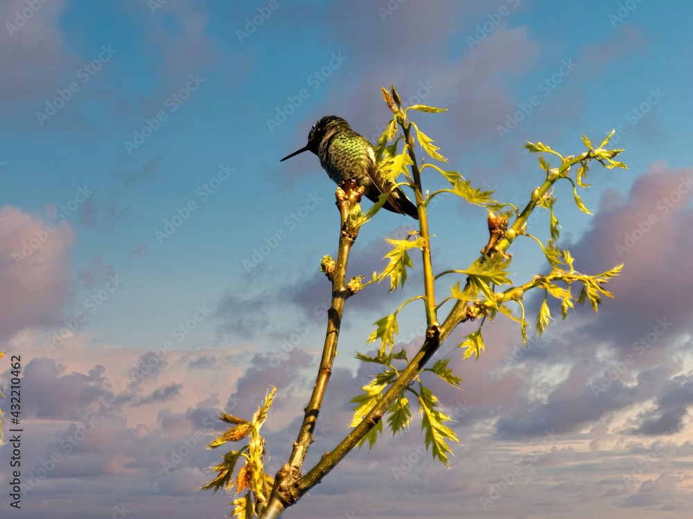 Fototapeta premium male Anna's hummingbird is perched on the branch with yellow flowers