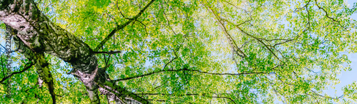 Beautiful panoramic spring scenery with green leaves and blue sky