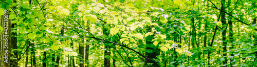 Beautiful panoramic spring scenery with green leaves and bokeh background