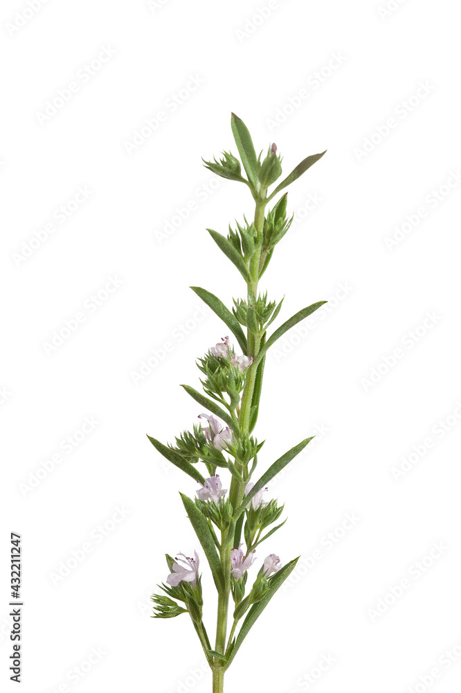 Blossoming branch of thyme