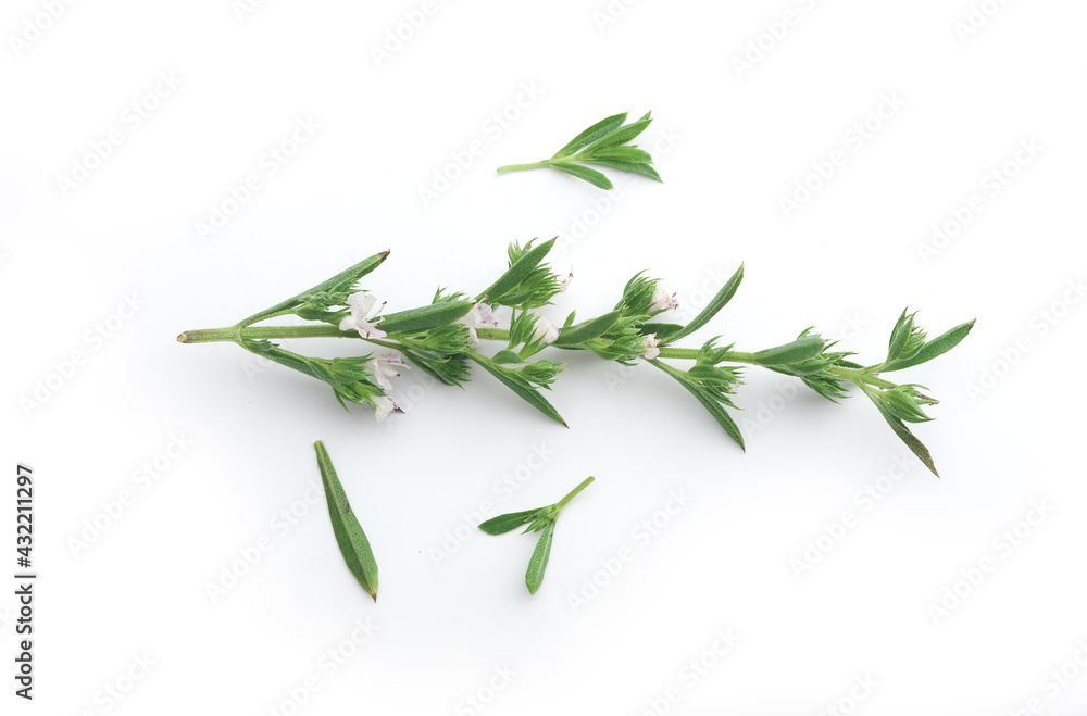 Fototapeta premium Blossoming branch of thyme