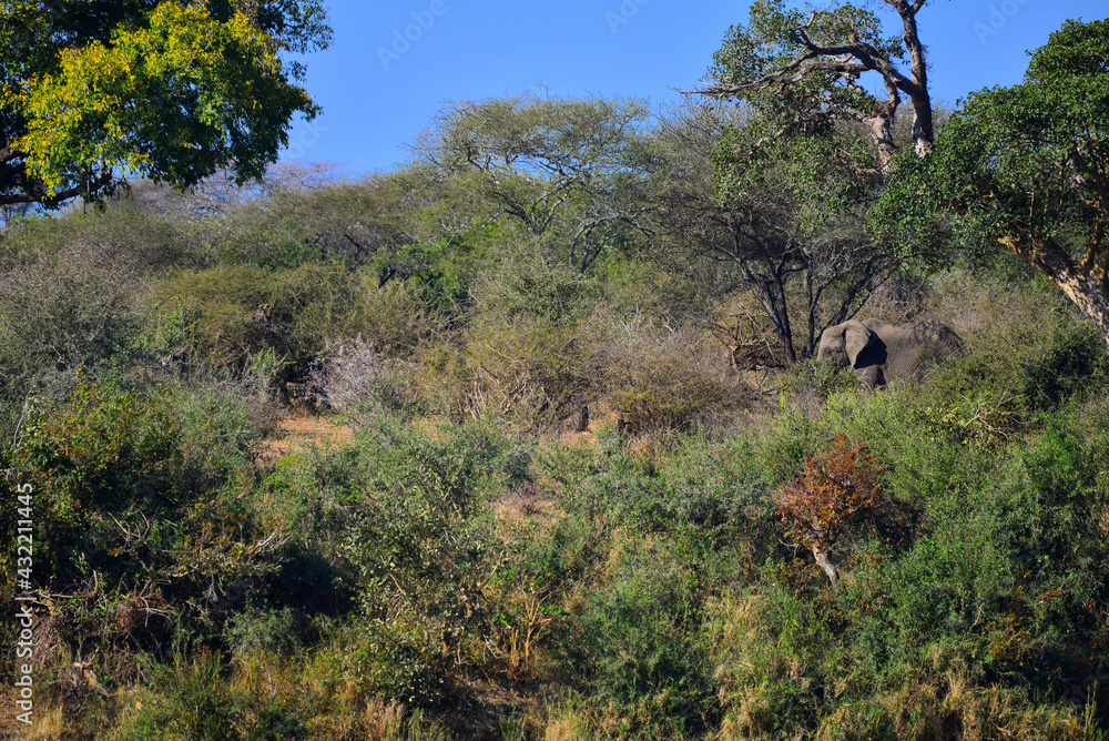 An African elephant almost disguised in the woodlands of southern Kruger National Park, South Africa An African elephant almost disguised in the woodlands of southern Kruger National Park, South Africa