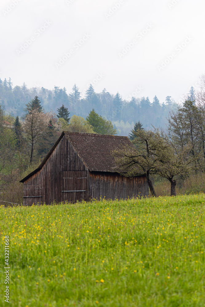 Obraz premium green spring field