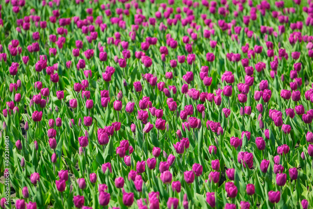 Purple pink tulips flower bed in the park. Purple tulip field, spring background in purple color. Close up. Selective focus.