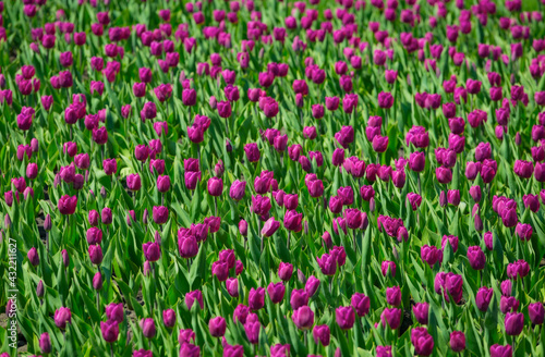 Purple pink tulips flower bed in the park. Purple tulip field, spring background in purple color. Close up. Selective focus. © sunday_morning