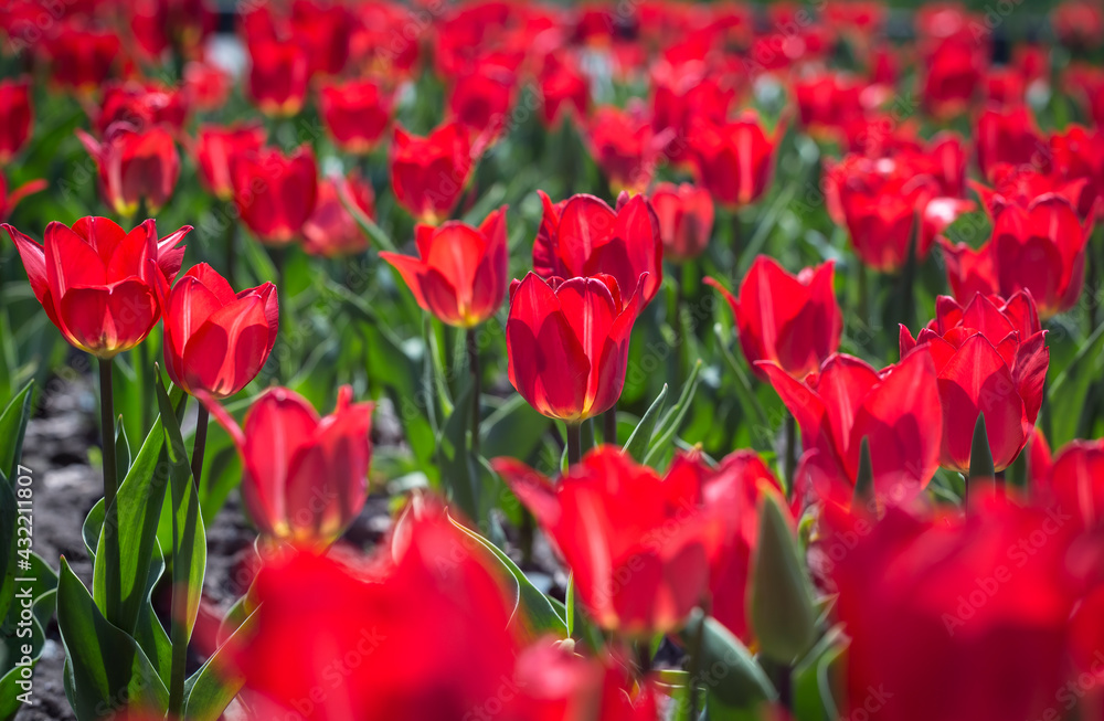 Red tulips flower bed in the park. Red tulip field, spring background in red color. Close up. Selective focus. Red tulips flower bed in the park. Red tulip field, spring background in red color. Close up. Selective focus.
